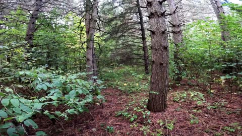 🍁2024 🌴🍃🍀🍂🥬 Hiking 4 Different Trails In The Greenbelt Of Ottawa 🍁Canada 🍀🍃
