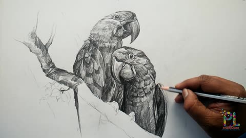 Parrots On A Branch With PENCIL _ Drawing _ Shading