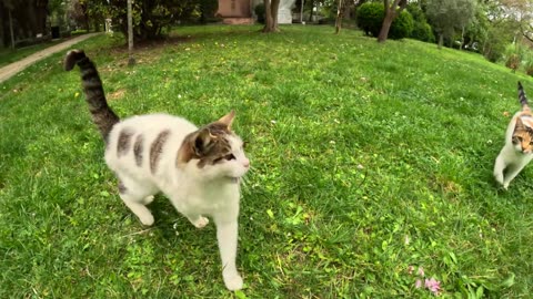 Visit the stray cats , i have known for 5 years #pet adventure