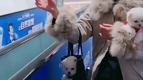 Funny and Cute Pomeranian | Funny Weird RMF Media