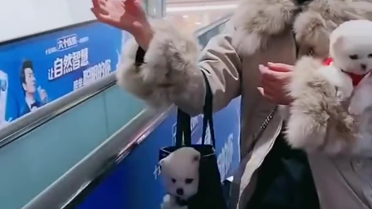 Funny and Cute Pomeranian | Funny Weird RMF Media