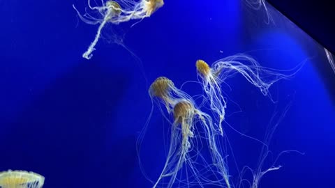 Japanese sea nettle