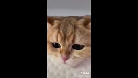 Funny animals - Funny cats / dogs - Funny animal