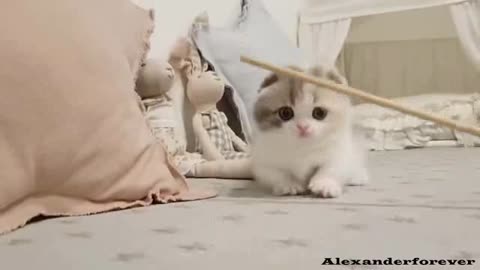 Cute cats