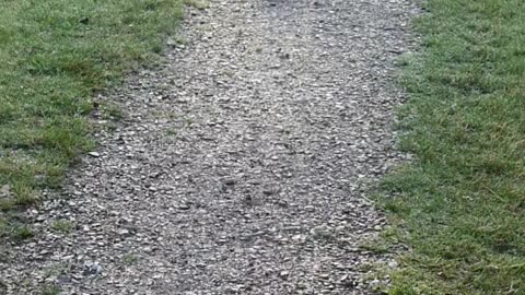 Pigeon Strut: A Ground-Level Stroll