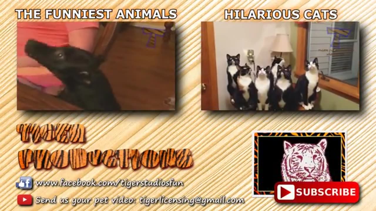 The funniest and most hilarious ANIMAL videos - Funny animal compilation - Watch & laugh!