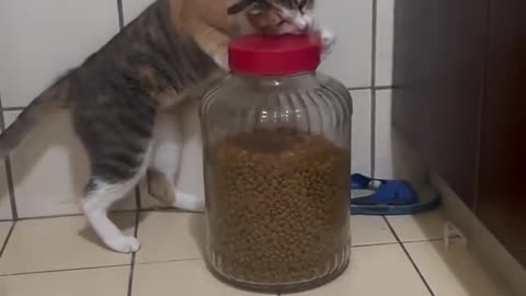 Cat is so clever, he opened the jar and ate food