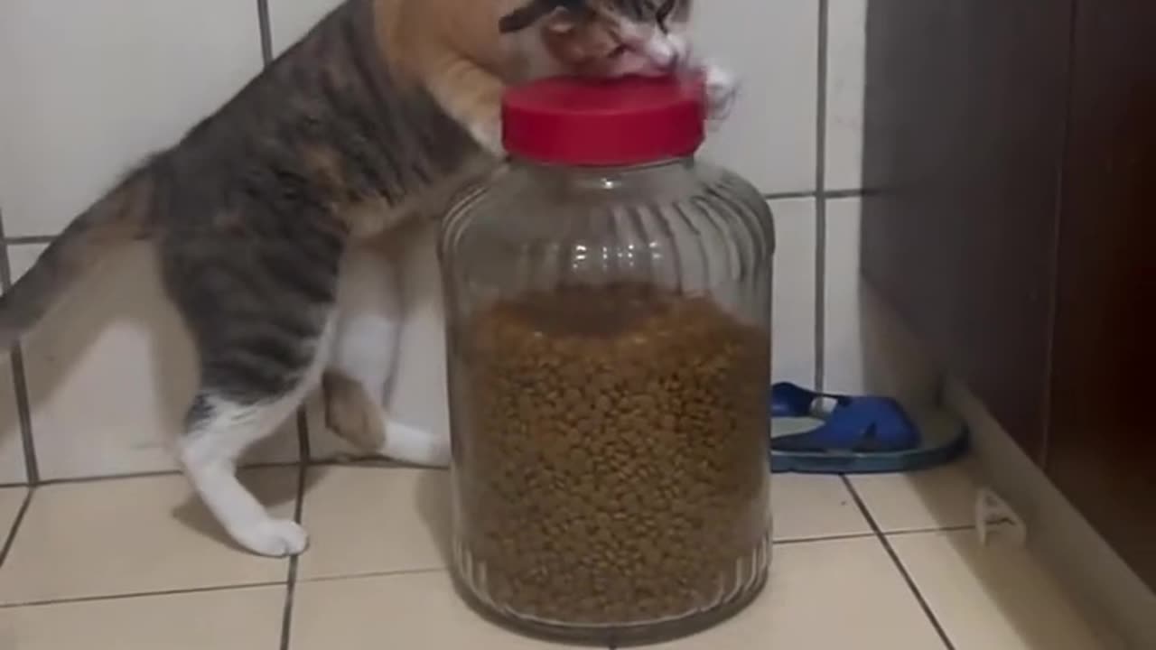Cat is so clever, he opened the jar and ate food