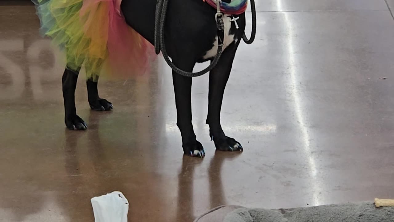 Dog's Adorable New Year's Eve Costume