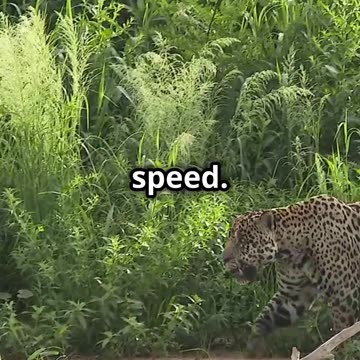 Jaguar vs Crocodile_ Ambush Masters in A