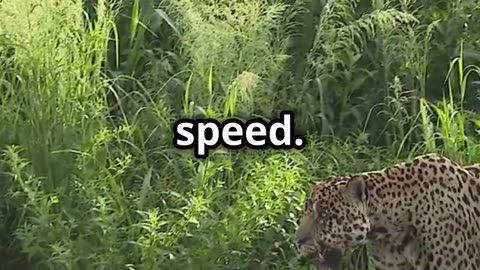 Jaguar vs Crocodile_ Ambush Masters in A