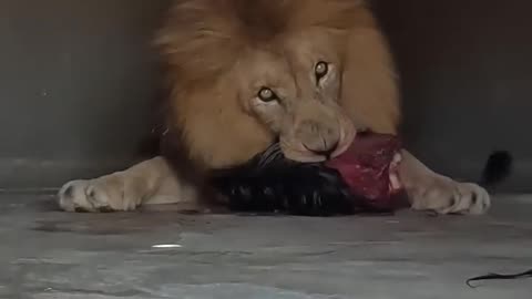 LION Guards Food