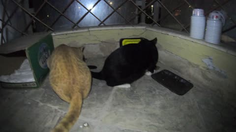 Homeless cat in Ras Al Khaimah UAE: CHRIS MARTIN & RIHANNA & JANET JACKSON #cat #cats #pet #pets #4u