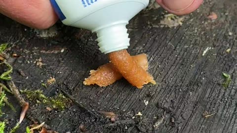 Survival Skills: Firestarter for Extreme Conditions.
