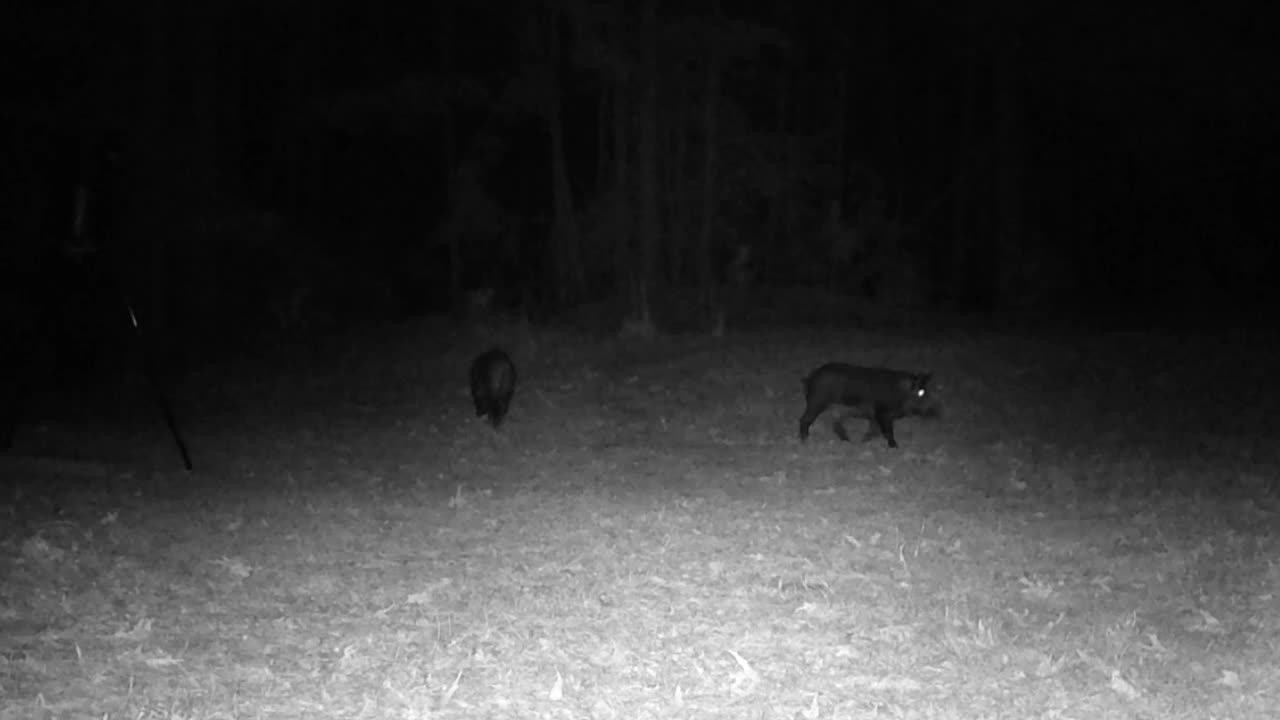 TX Night Hog's & Deer Weekly 02/28/25