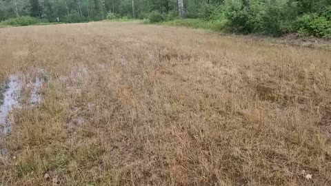 QPod 11.2 End of Summer Plots #deerwizard Kasey Thren