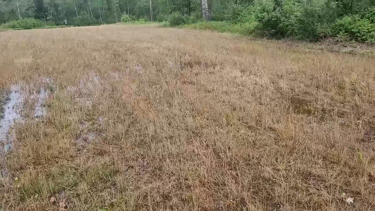 QPod 11.2 End of Summer Plots #deerwizard Kasey Thren