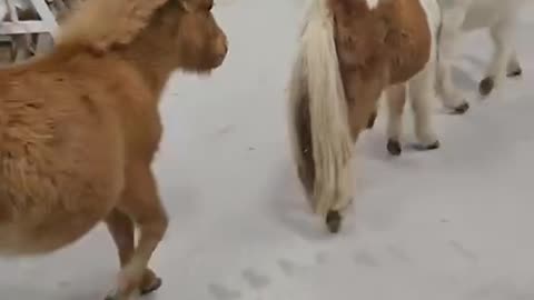 Pony making an entrance