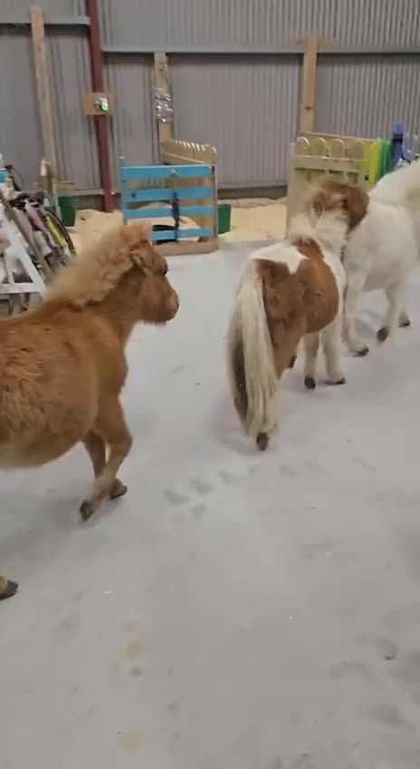 Pony making an entrance