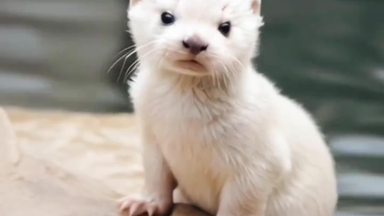 Otter is here again #shortsvideo #shorts #cuteanimals