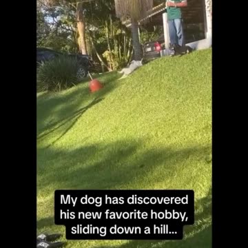 Dog sliding