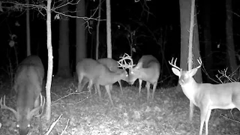 Cellular Trail Camera Footage Of My Biggest Bucks. For The 2024 Deer Season.!!!