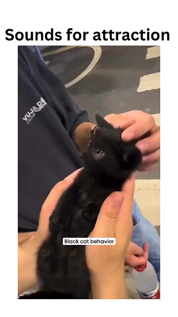 When your cat becomes the ultimate charmer with their irresistible sounds! 🎶