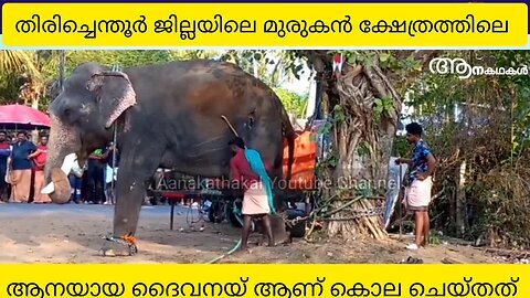ആനയുമായി സെൽഫി എടുക്കാൻ പോയിയാളെയും പാപ്പാനെയും ആന കൊലപ്പെടുത്തി _ Elephant attack in india