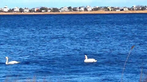 Mute Swans