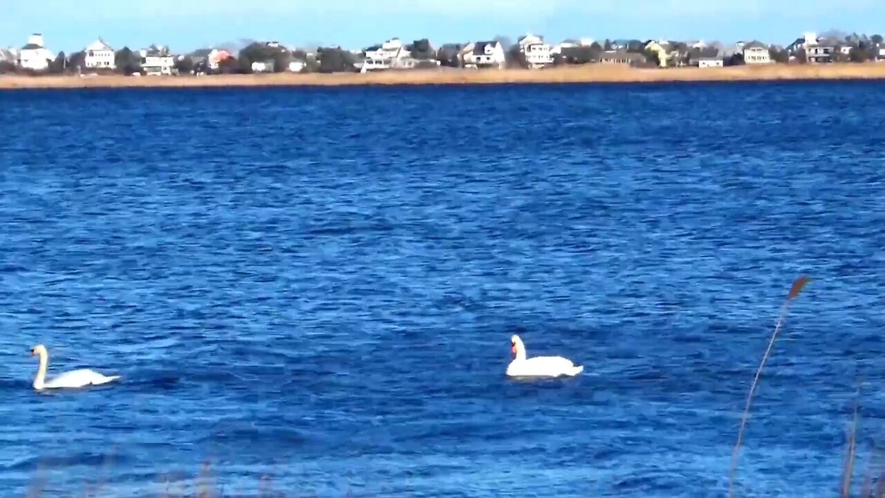 Mute Swans