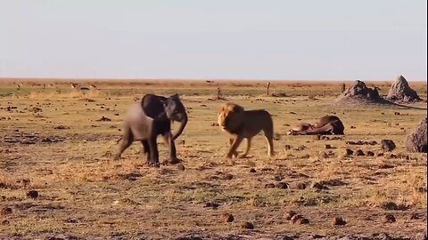 A male lion in Botswana hunts a baby elephant, which should be a baby