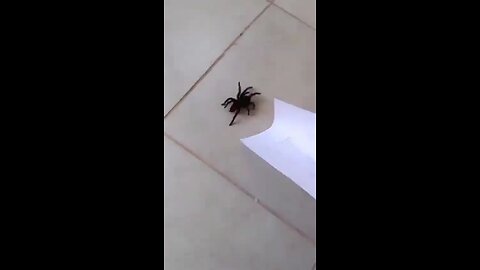 Office Showdown: Man vs. Giant Spider… with a Surprise Twist!