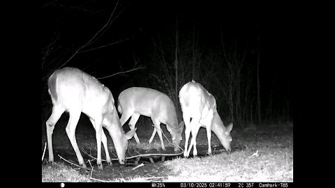 Deer Cam 03-10-2025