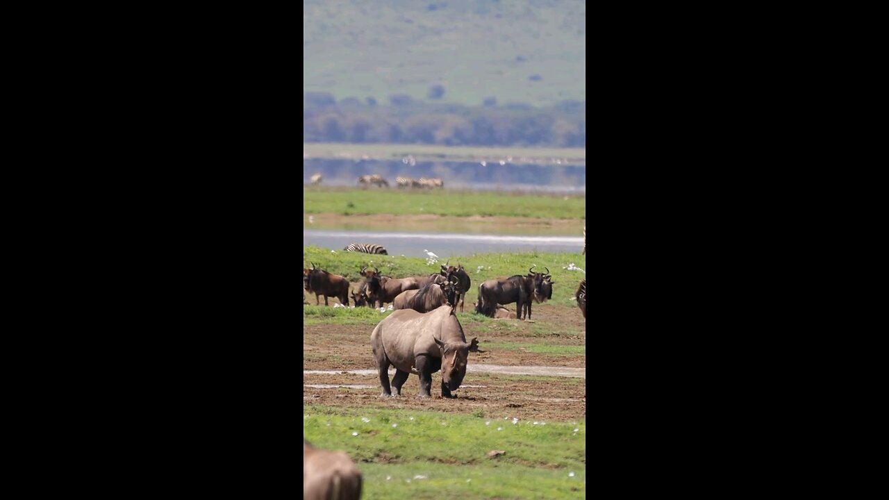 "Spotting a Rare Black Rhino in Tanzania's Ngorongoro Crater"