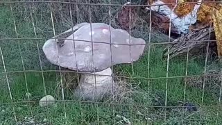 Imprisoned Mushroom