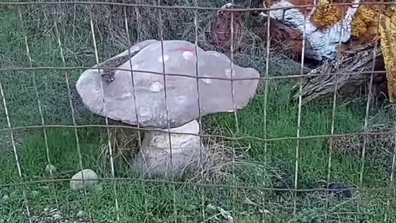 Imprisoned Mushroom