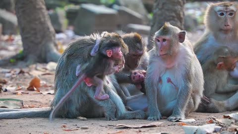 Nice Time! Baby Monkey BABETTE Learning How To Talk