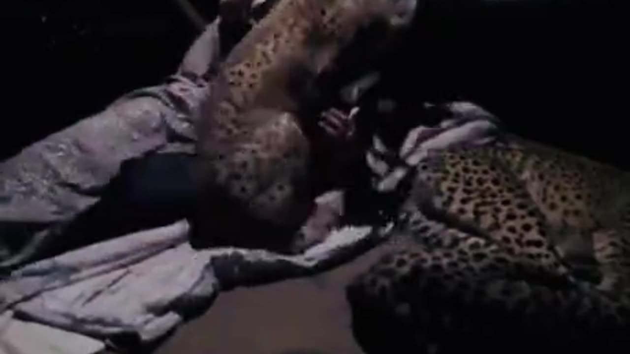 A family of cheetahs sleep with the forest guard every night