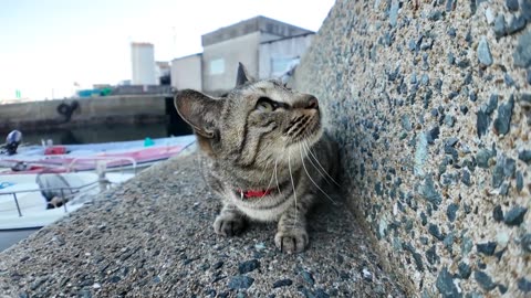 A cat walks up to me and sits next to me peacefully, then suddenly starts fighting with another cat.