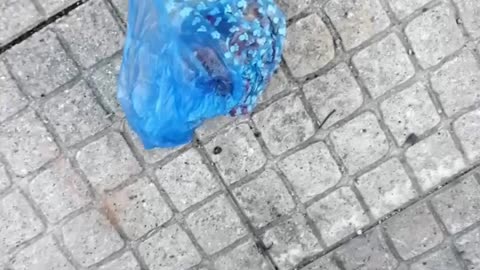 Ponen bolsas trampa con comida en mal estado para dañar a los perros en mi barrio