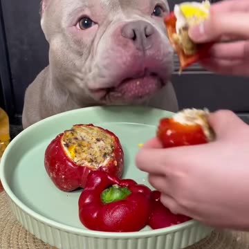 "A Dog's Mealtime Ritual: Too Cute to Handle!"