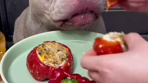 "A Dog's Mealtime Ritual: Too Cute to Handle!"