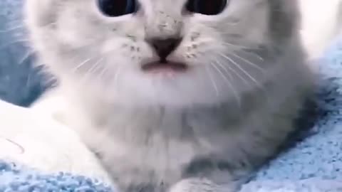 What a cat sound wow beautiful sound