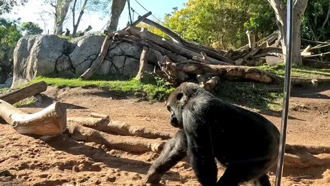 Gorillas Mating at the San Diego Zoo