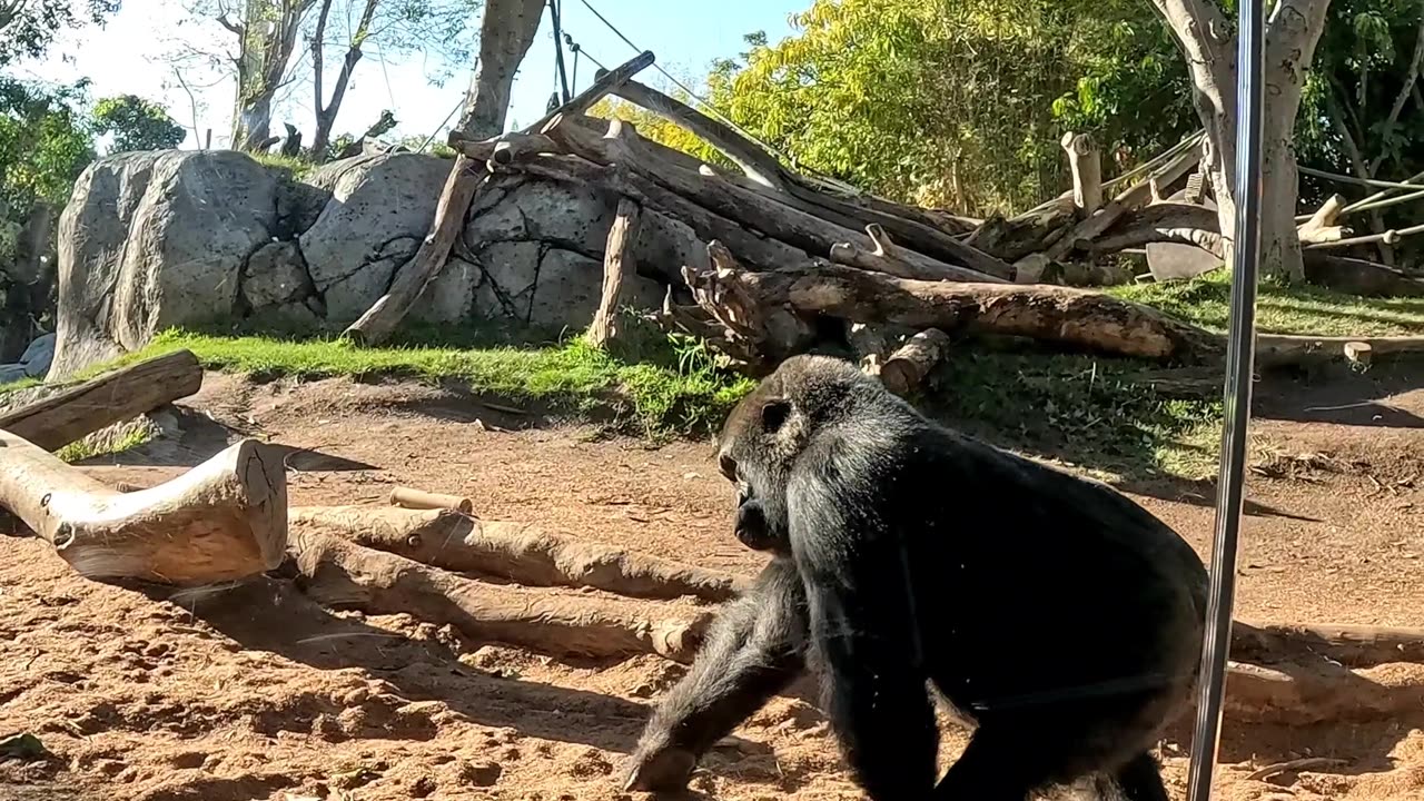 Gorillas Mating at the San Diego Zoo