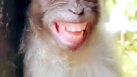 Monkey funny smile