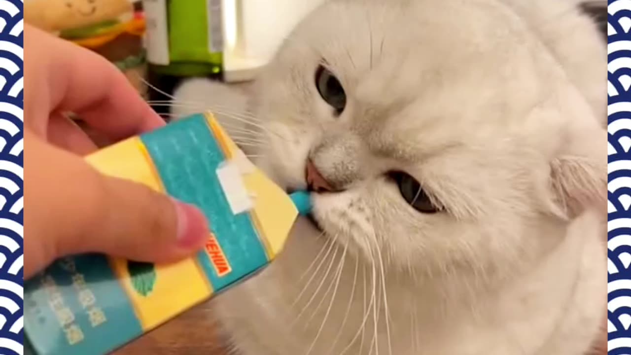Funny Cat smoking.