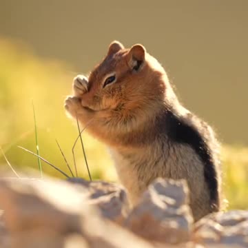 Cute Squirrel 🐿️ | Have you see Before