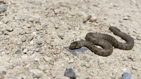 Tiny snake in Córdoba