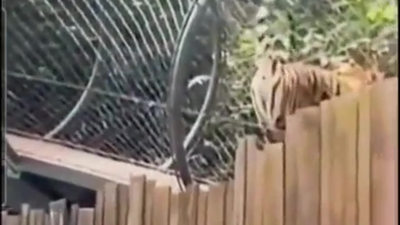 Tigger Spray
